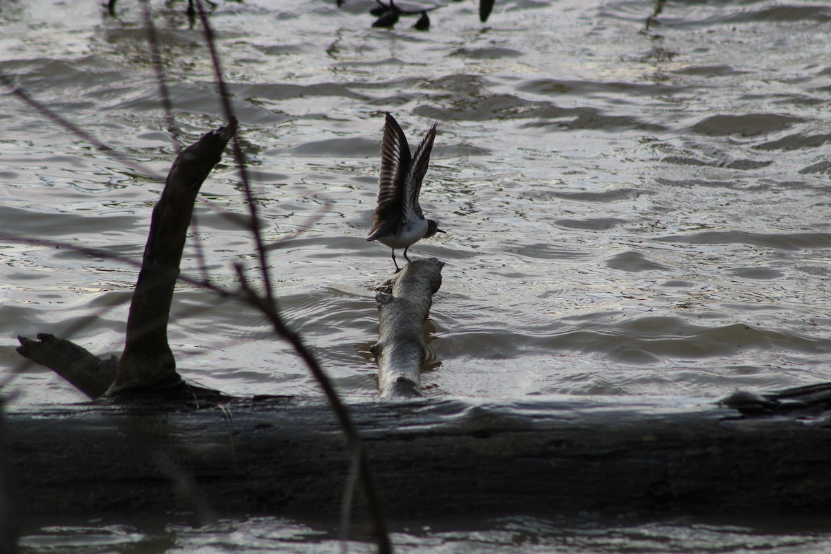 Spotted Sandpiper - ML637038286