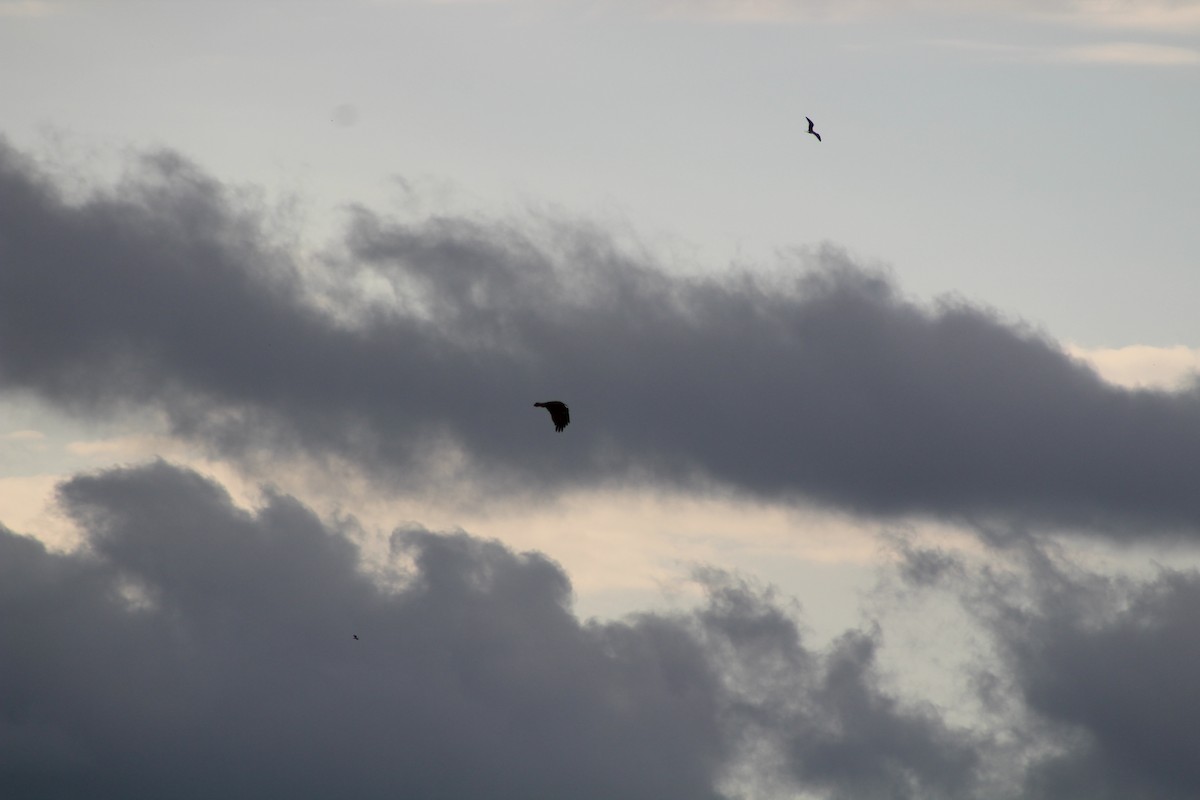 gull sp. - ML637038292