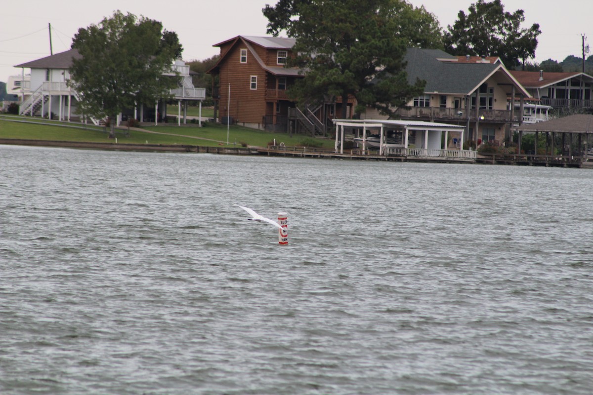 white egret sp. - ML637038300
