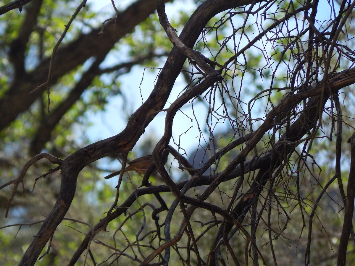Rufous-crowned Sparrow - ML637038313