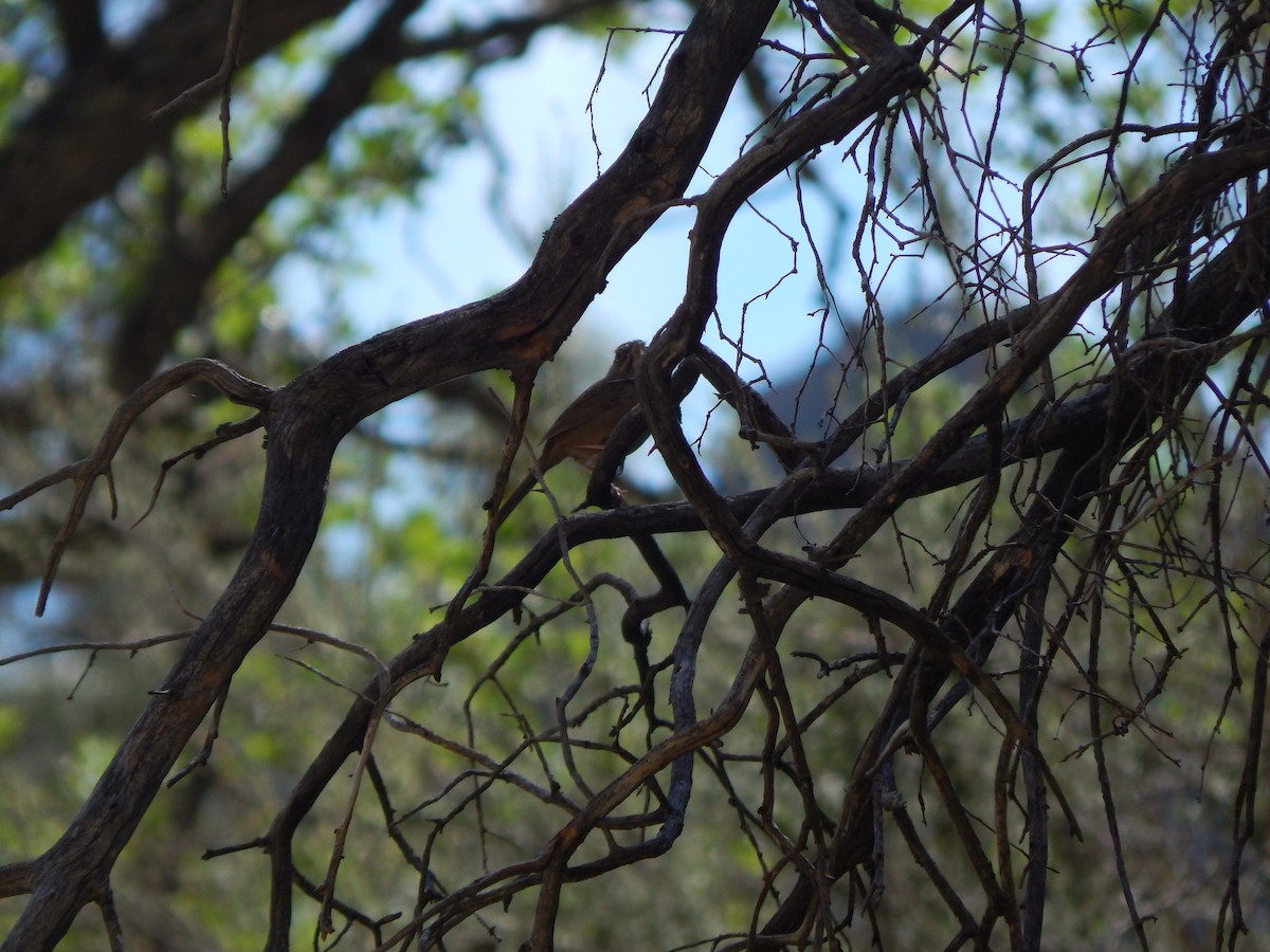 Rufous-crowned Sparrow - ML637038314