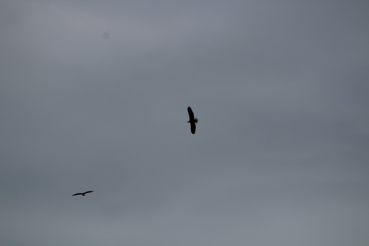 Bald Eagle - ML637038328