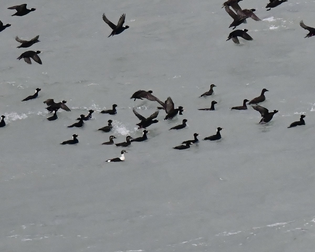 King Eider - ML637038338