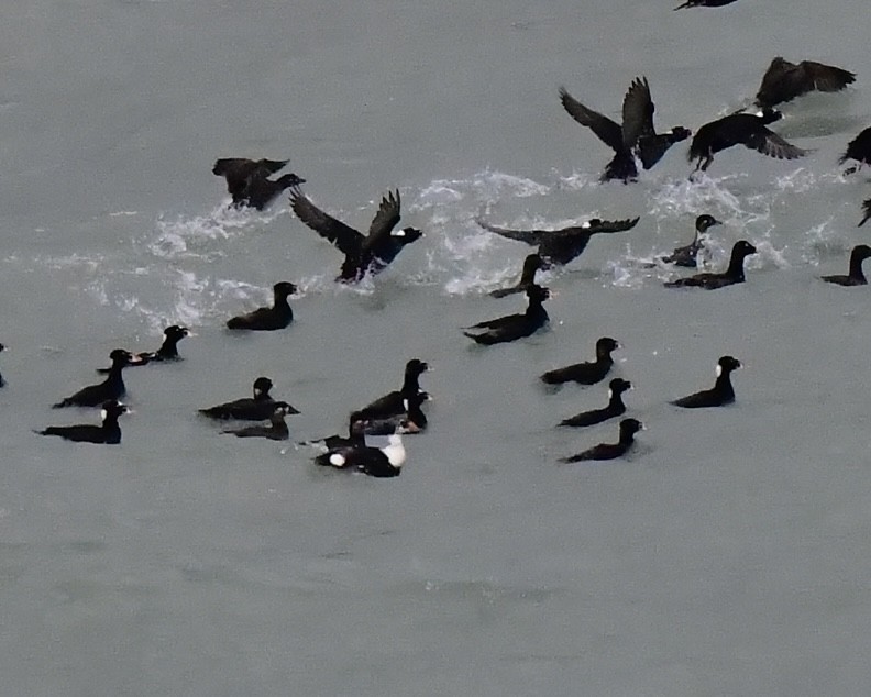 King Eider - ML637038339