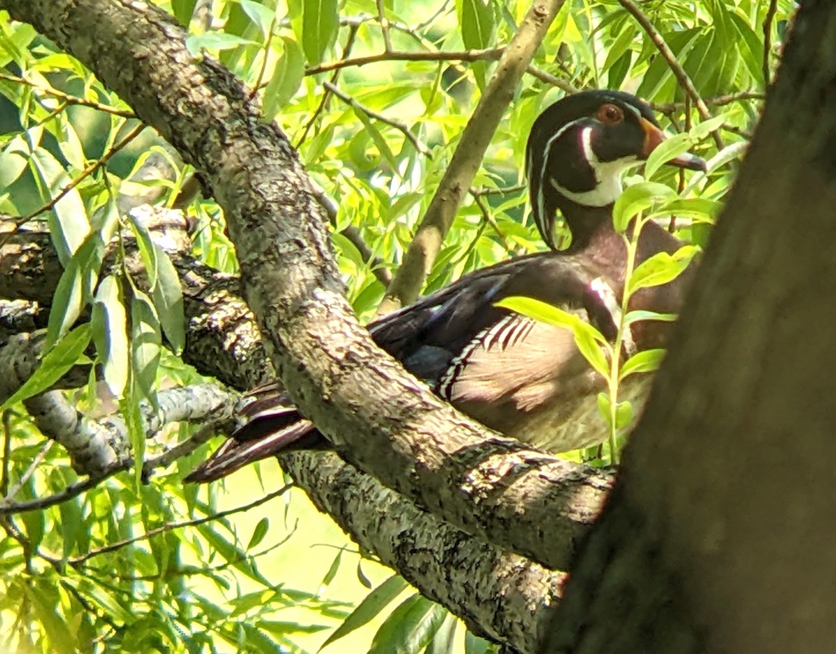 Wood Duck - ML637038361