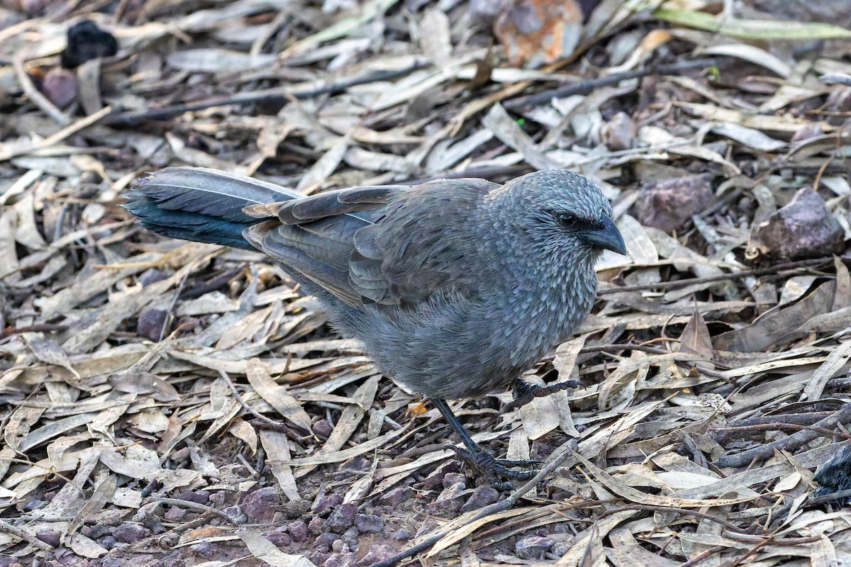 Apostlebird - ML637038447