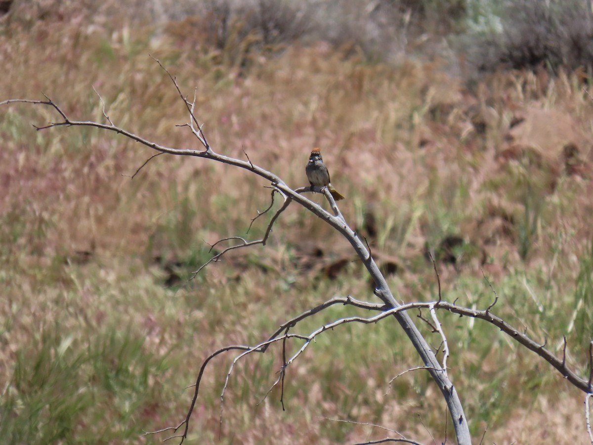 Green-tailed Towhee - ML637038454