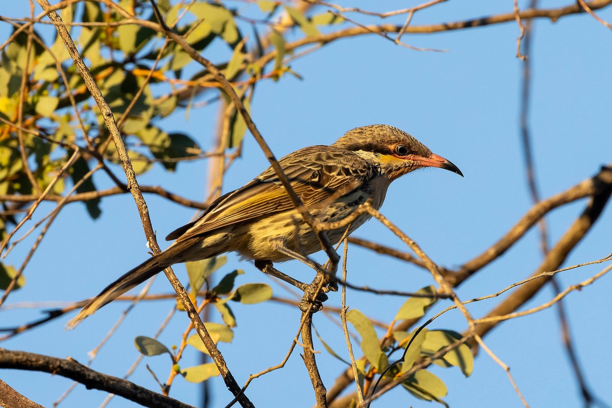 Spiny-cheeked Honeyeater - ML637038464