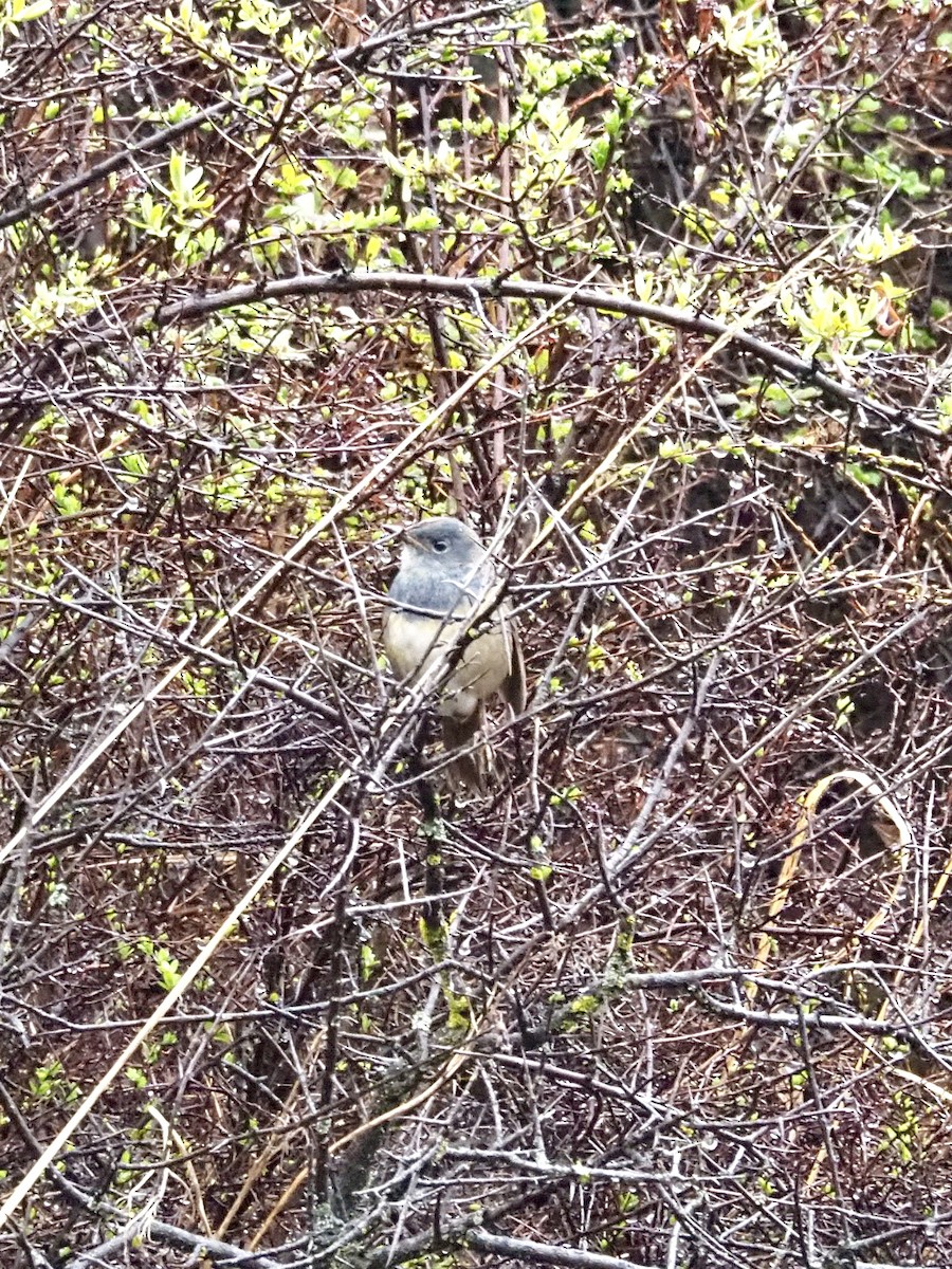 White-bellied Redstart - ML637038470