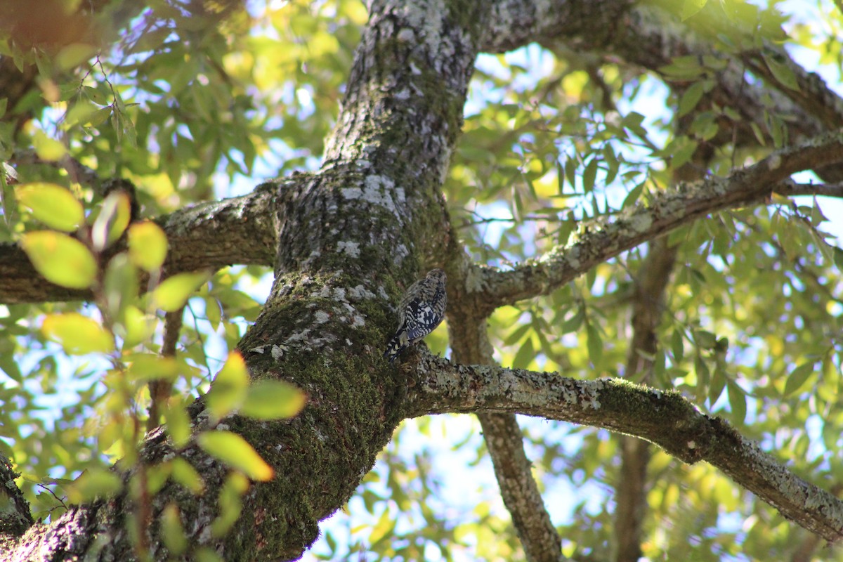 Yellow-bellied Sapsucker - ML637038531
