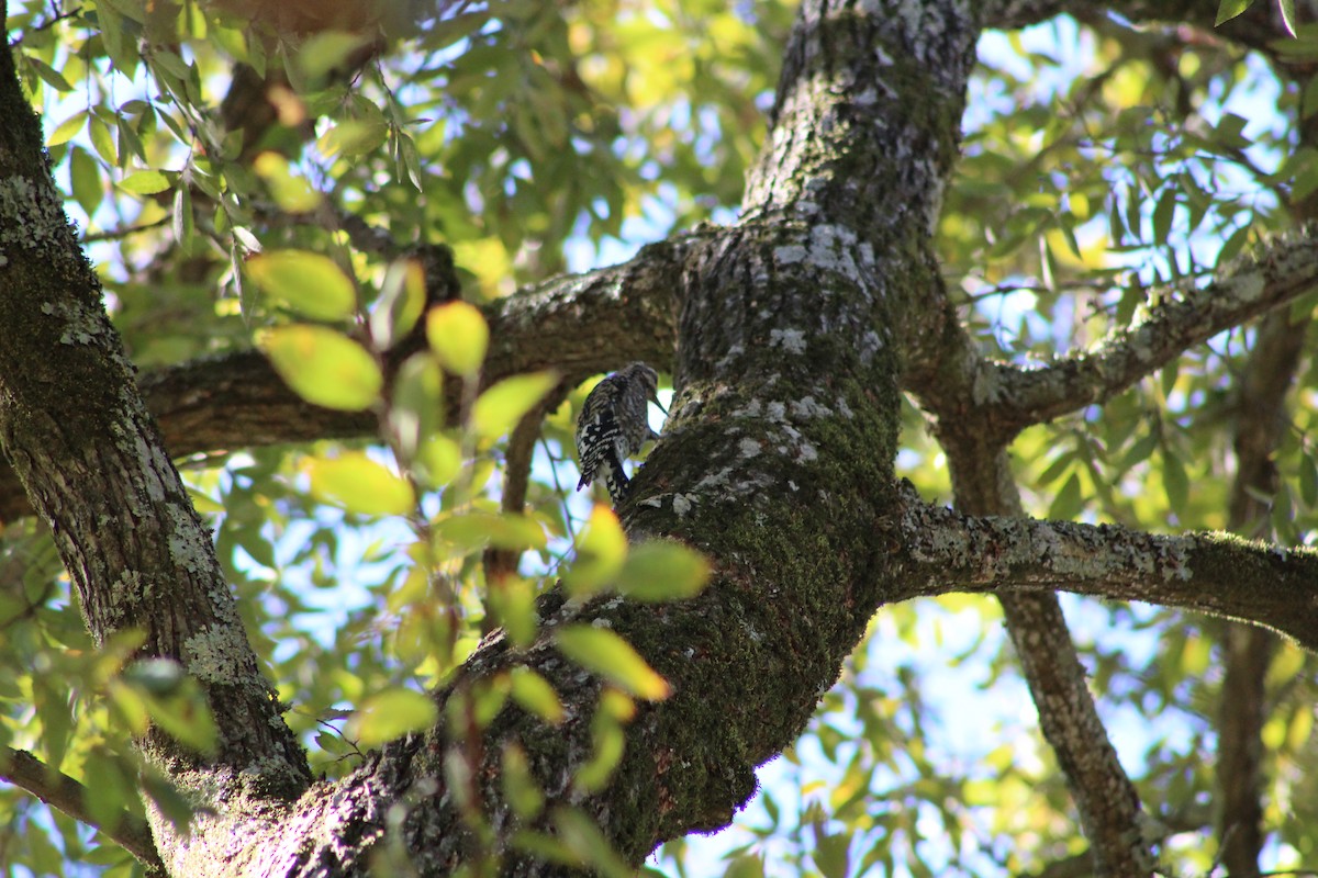 Yellow-bellied Sapsucker - ML637038532