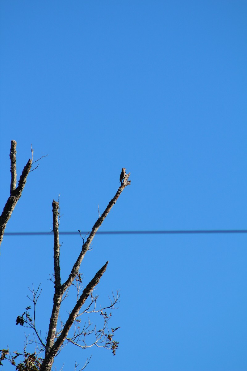 Northern Flicker - ML637038554