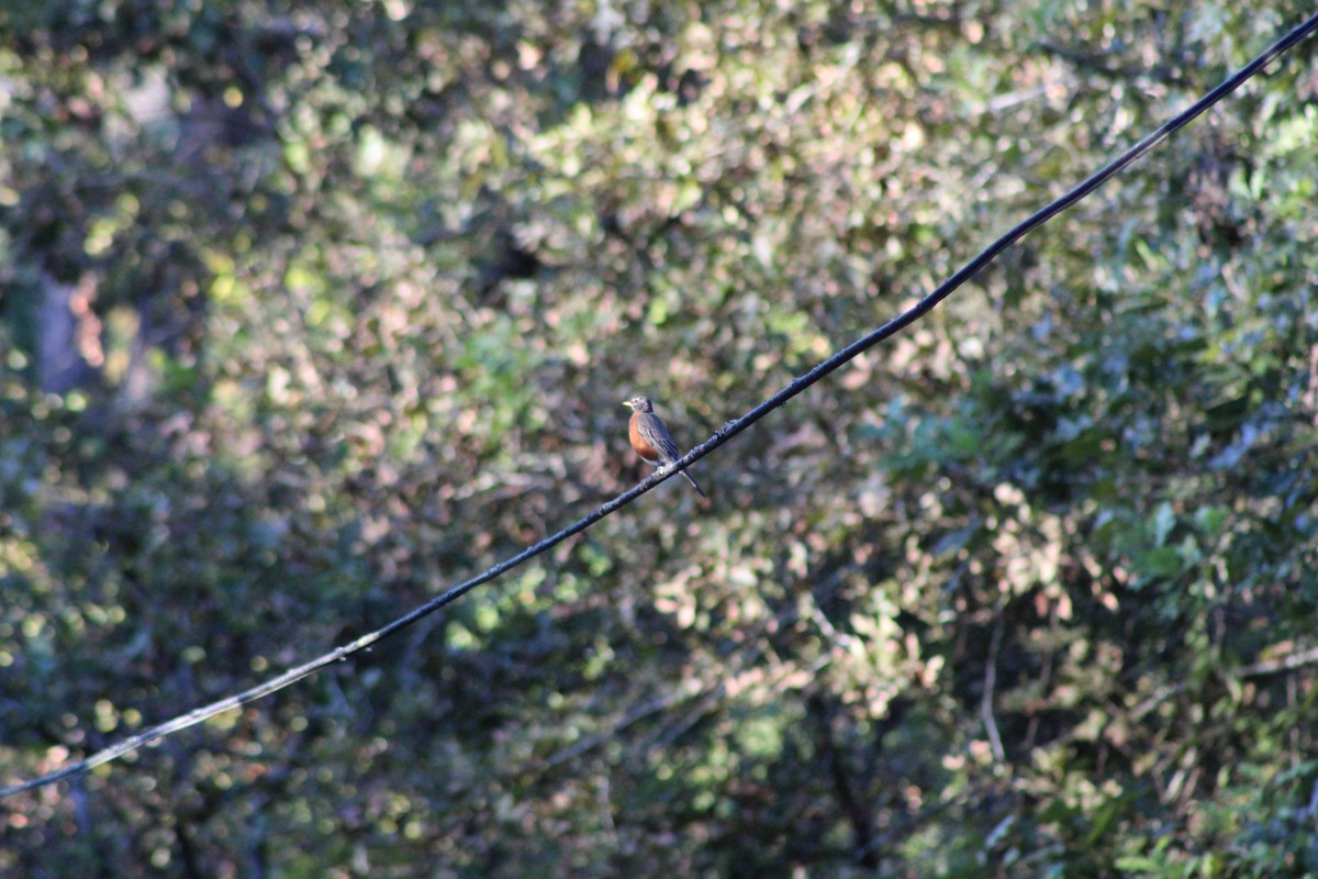 American Robin - ML637038561