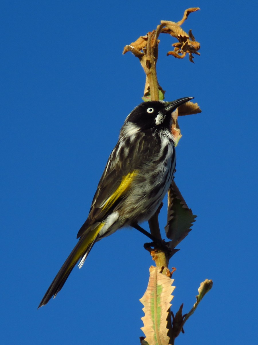 New Holland Honeyeater - ML637038704
