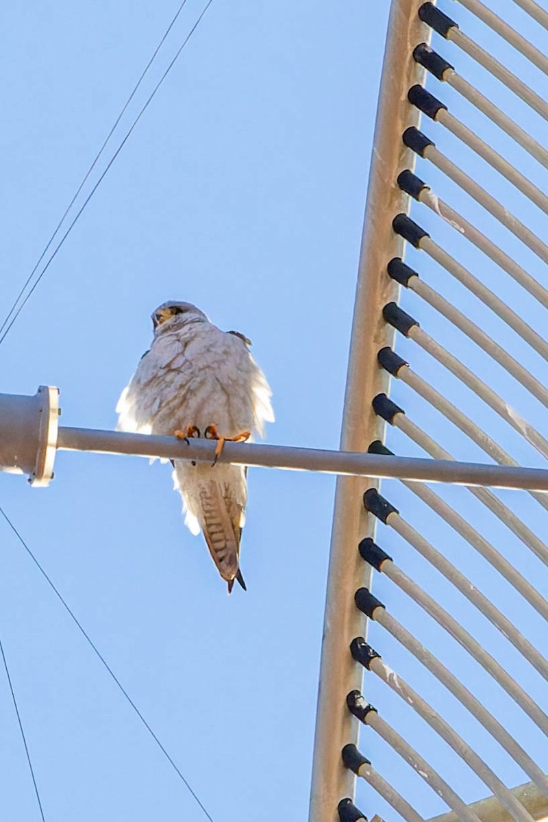 Gray Falcon - ML637038751