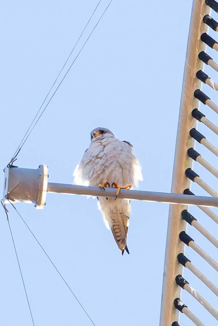 Gray Falcon - ML637038752