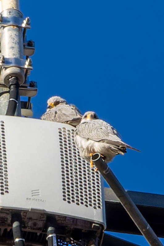 Gray Falcon - ML637038753