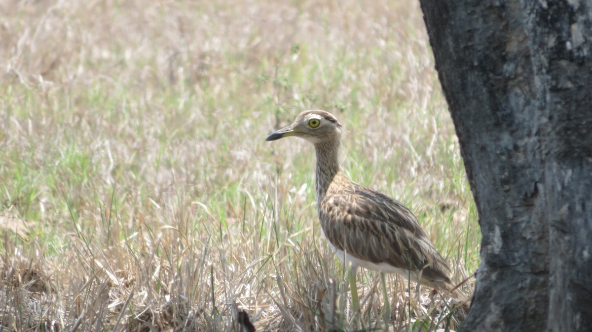 Double-striped Thick-knee - ML637038799