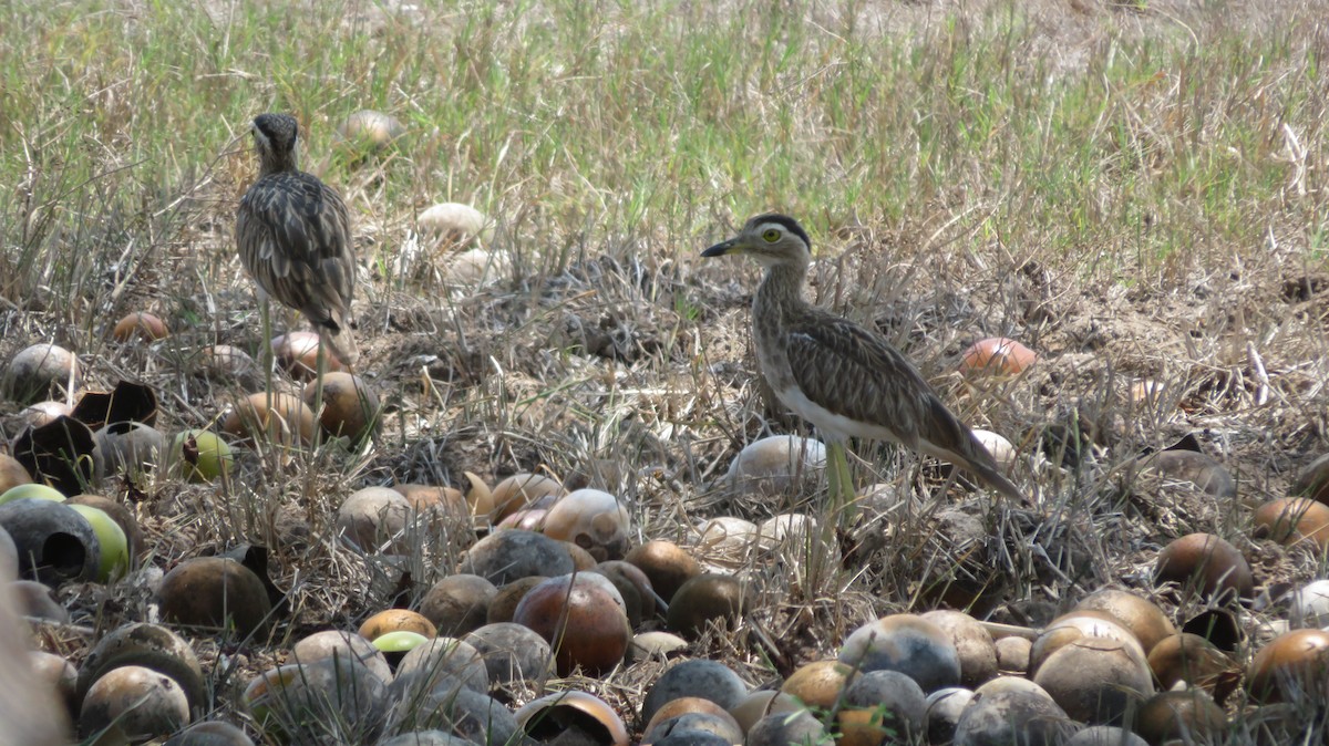 Double-striped Thick-knee - ML637038800