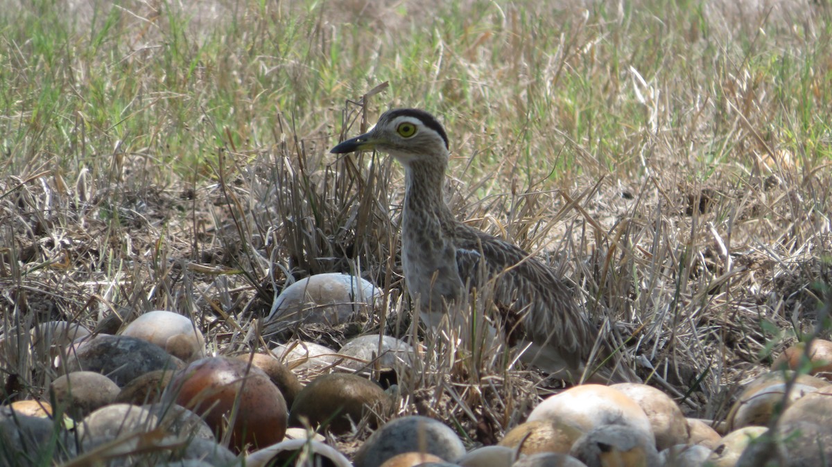 Double-striped Thick-knee - ML637038802