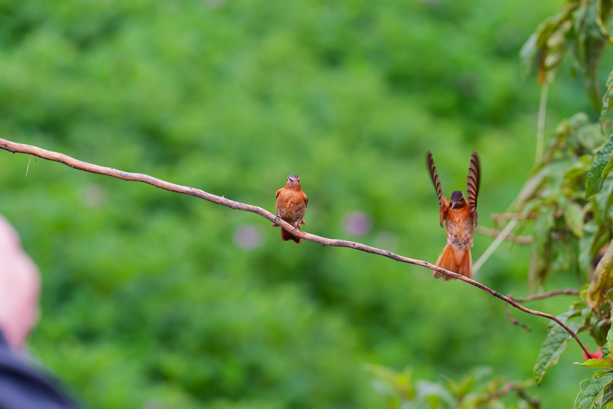 Shining Sunbeam - ML637039028