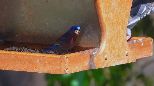 Varied Bunting - ML637039146