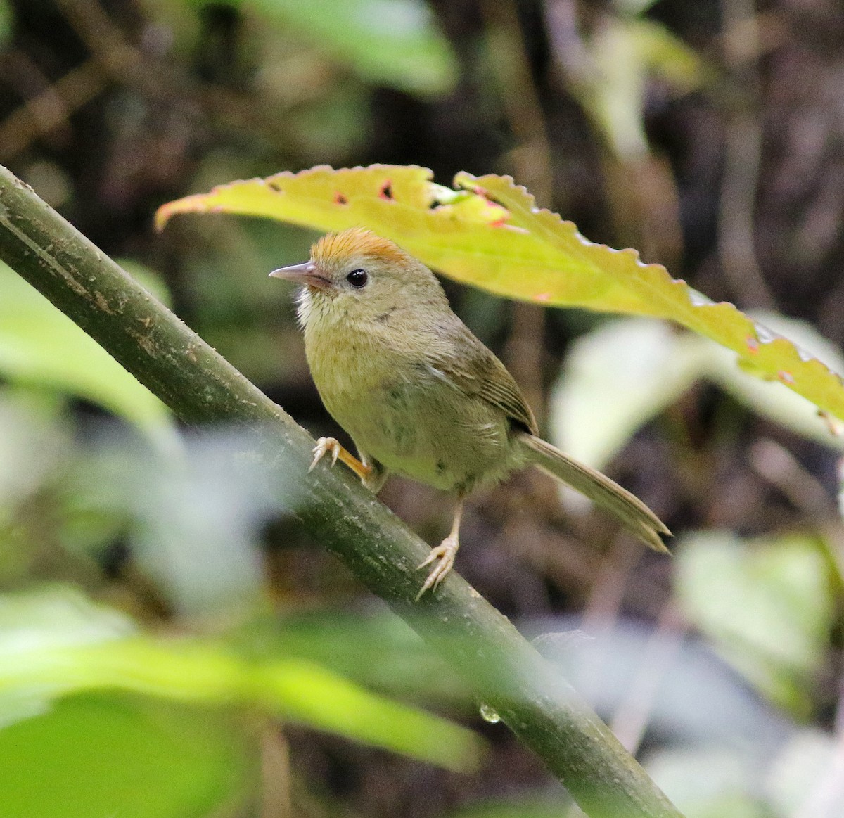 Rufous-fronted Babbler - ML637039157