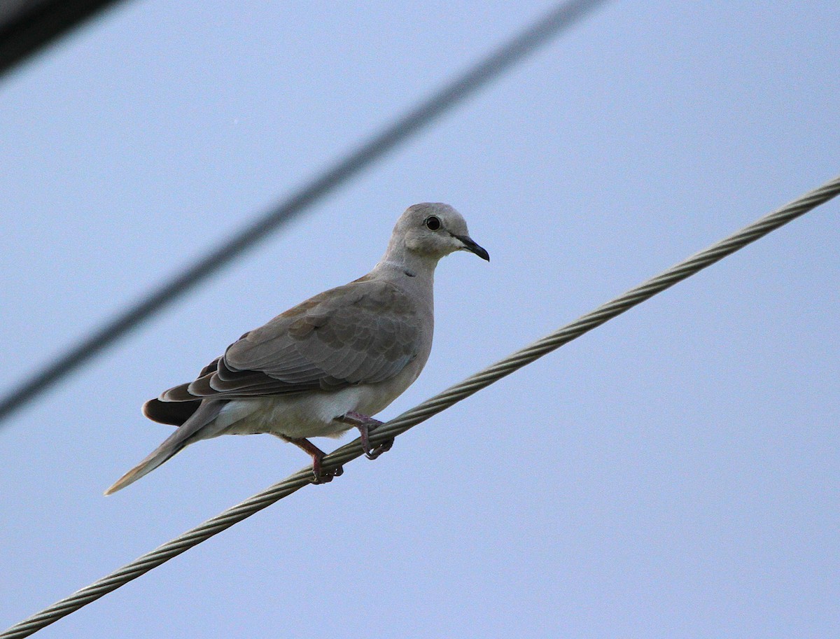 African Collared-Dove - ML637039162