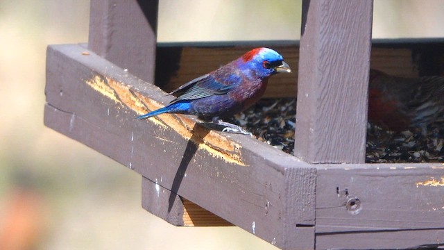 Varied Bunting - ML637039163