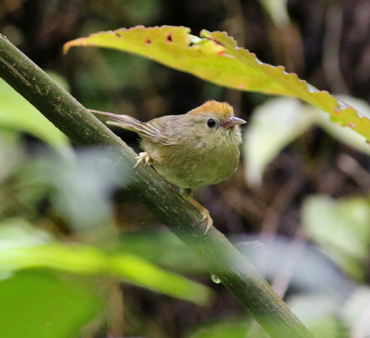 Rufous-fronted Babbler - ML637039165