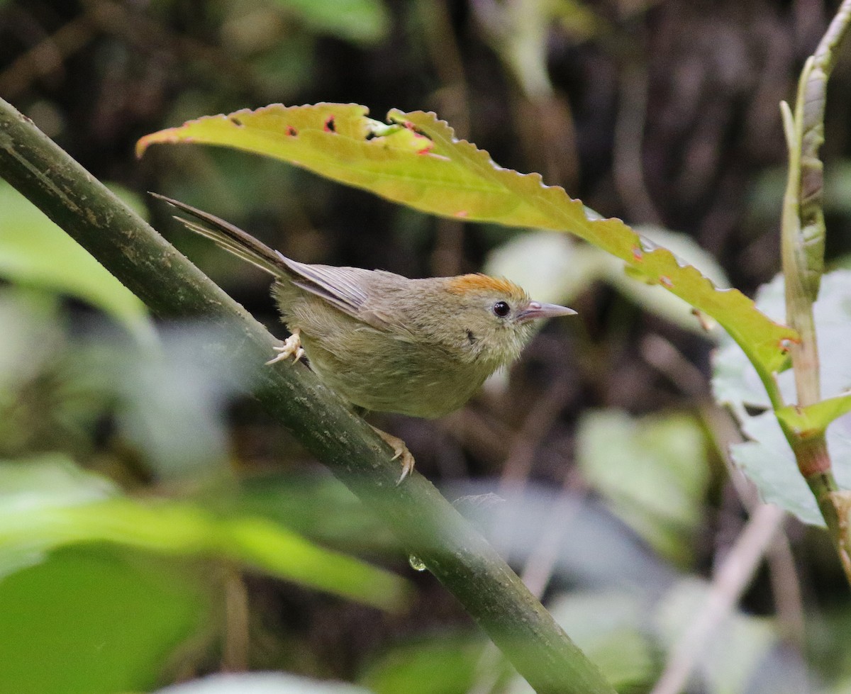 Rufous-fronted Babbler - ML637039167