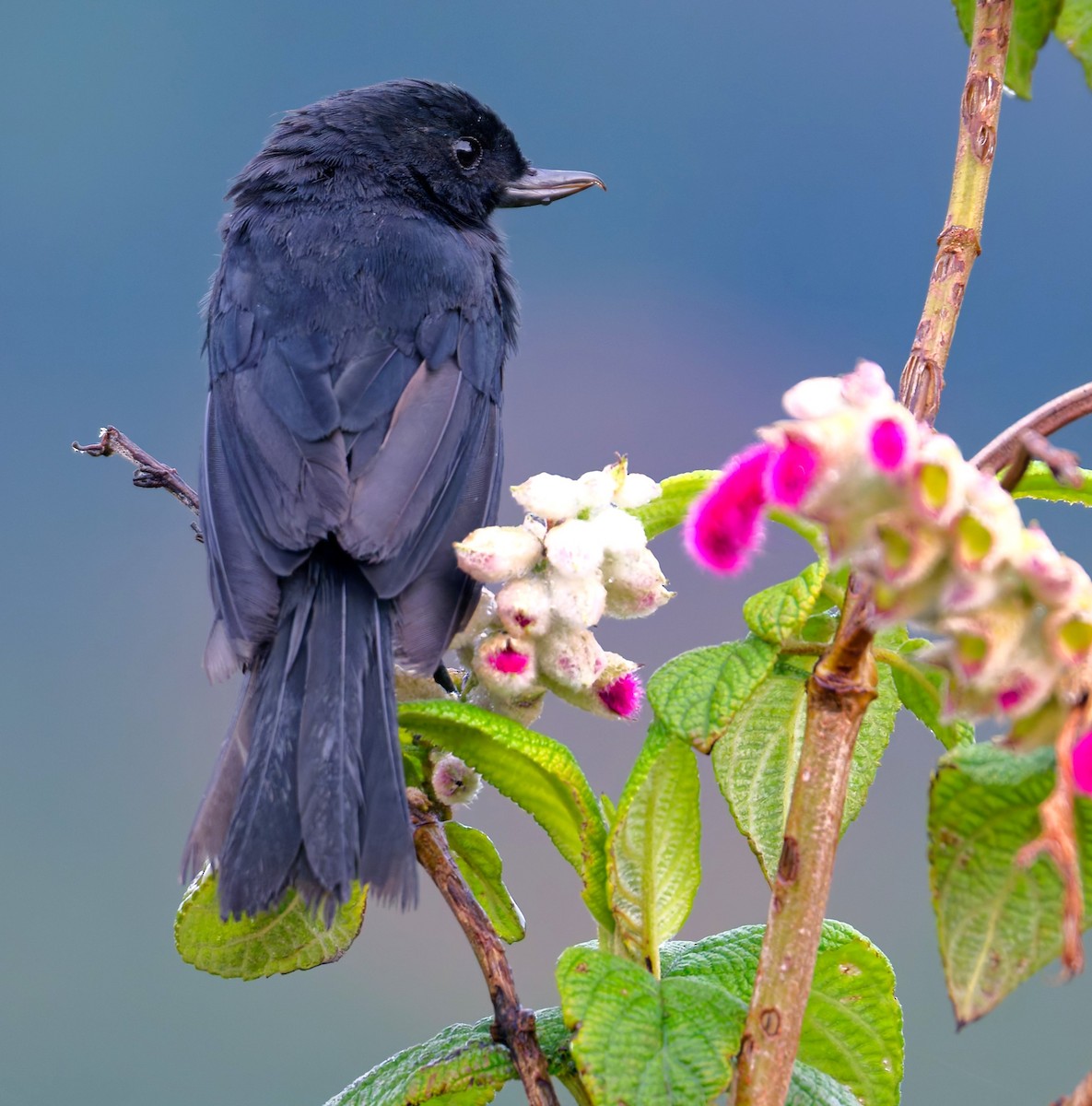Black Flowerpiercer - ML637039284