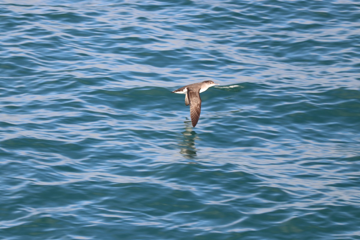 Fluttering Shearwater - ML637039367