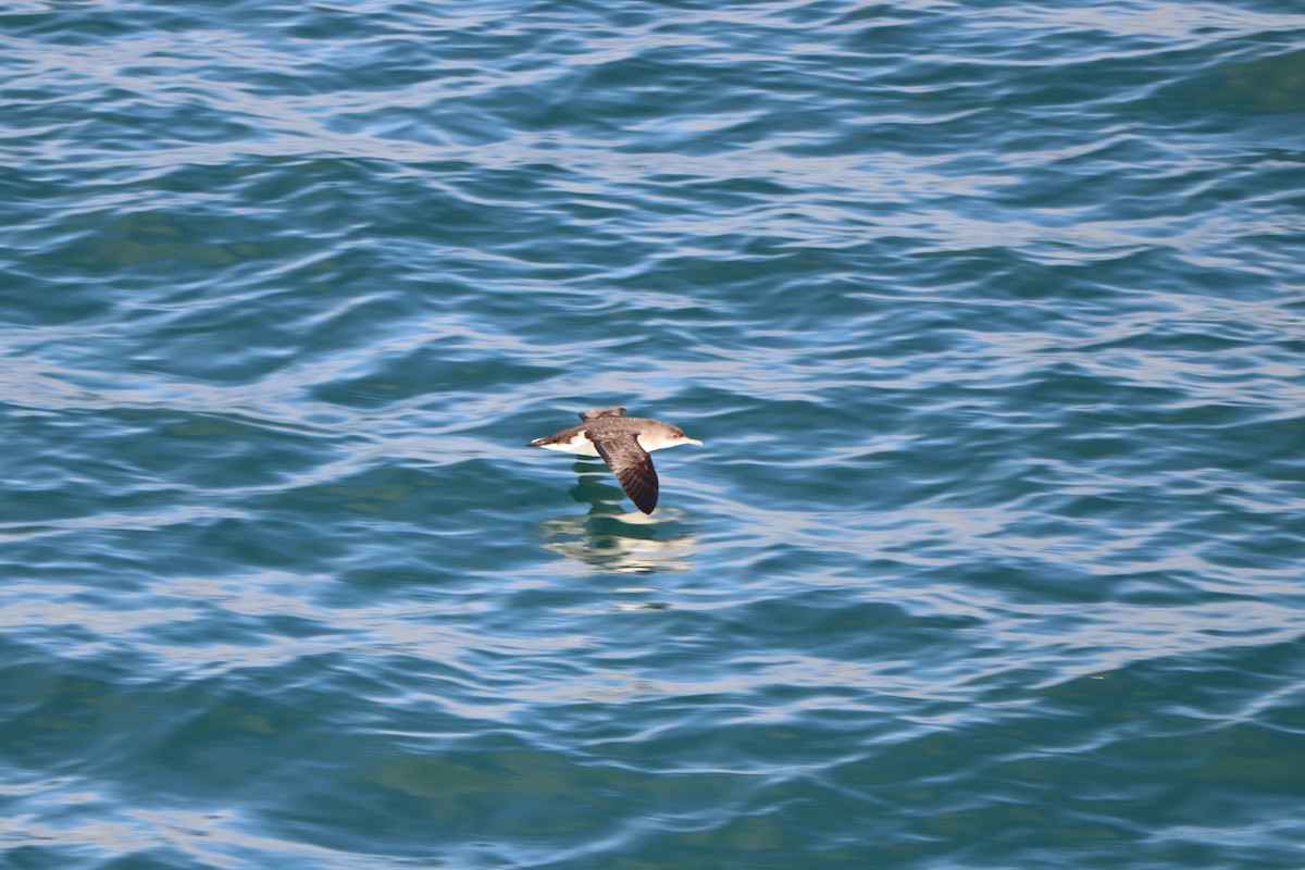 Fluttering Shearwater - ML637039368