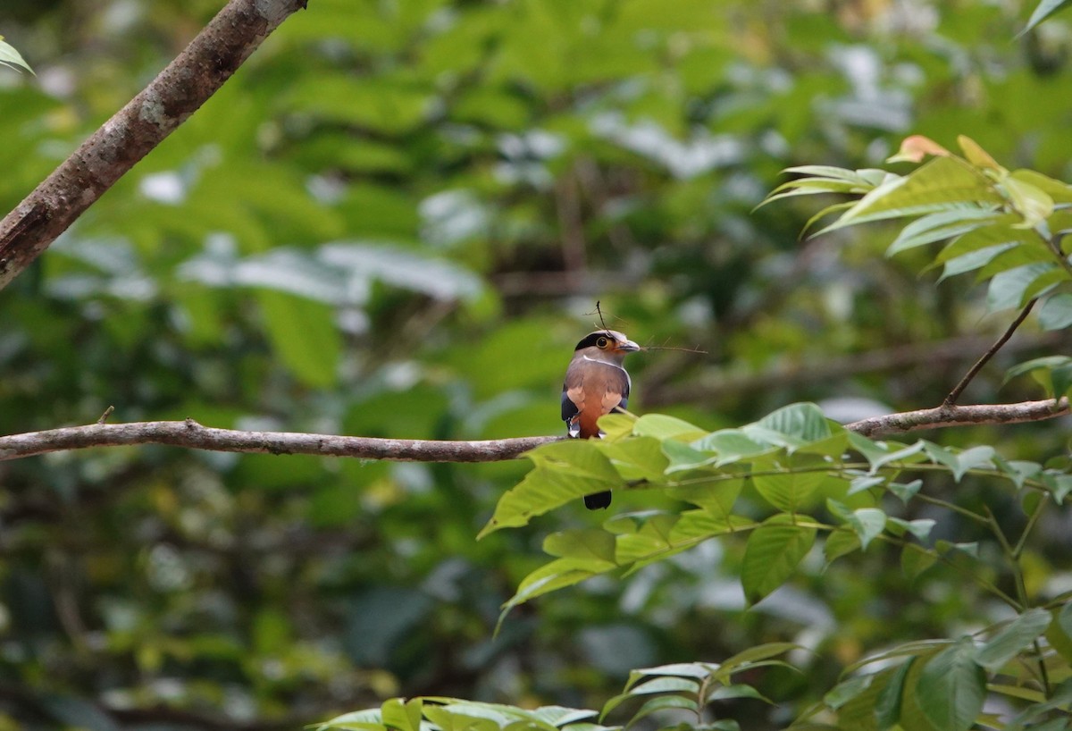 Silver-breasted Broadbill - ML637039400