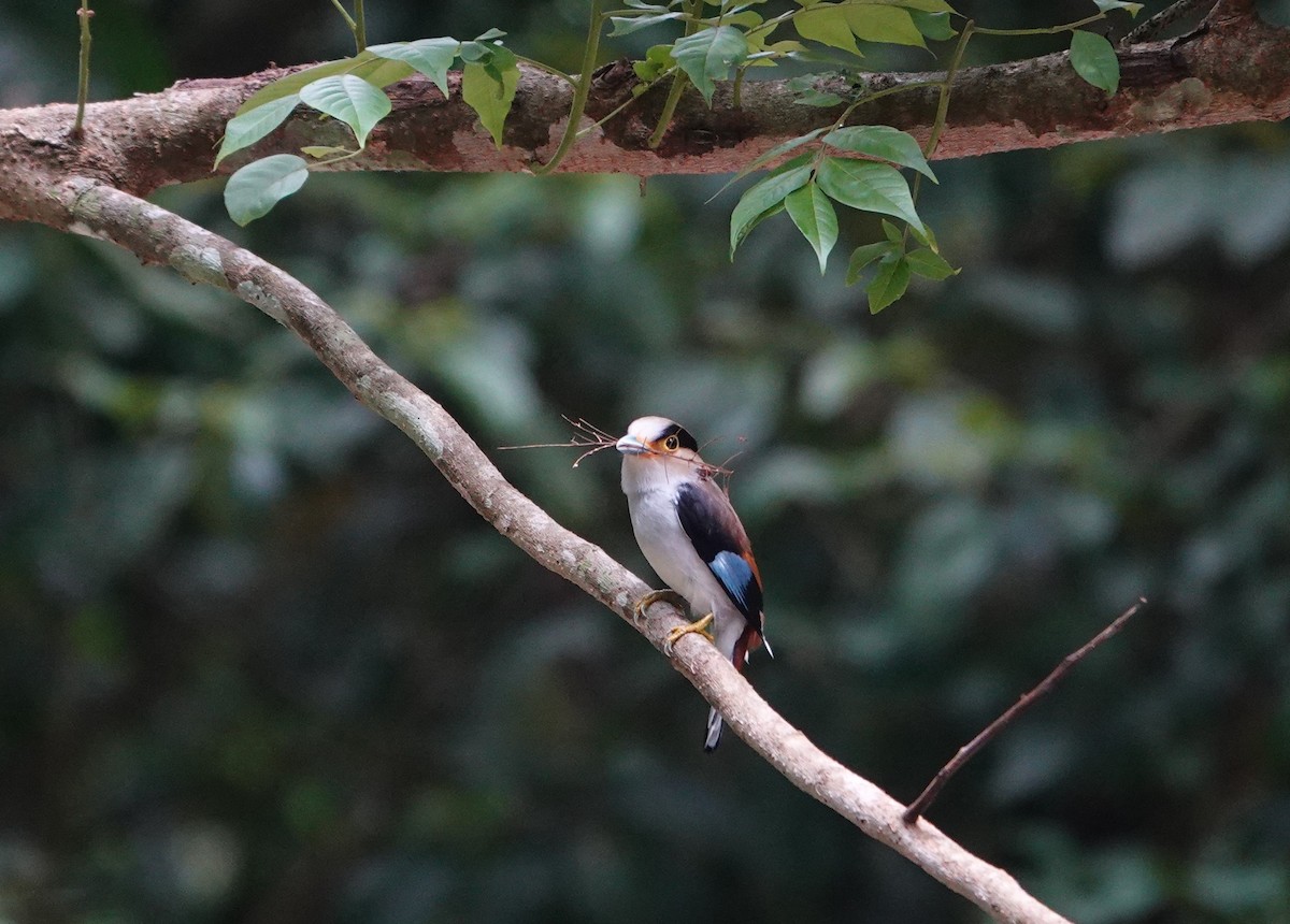 Silver-breasted Broadbill - ML637039405