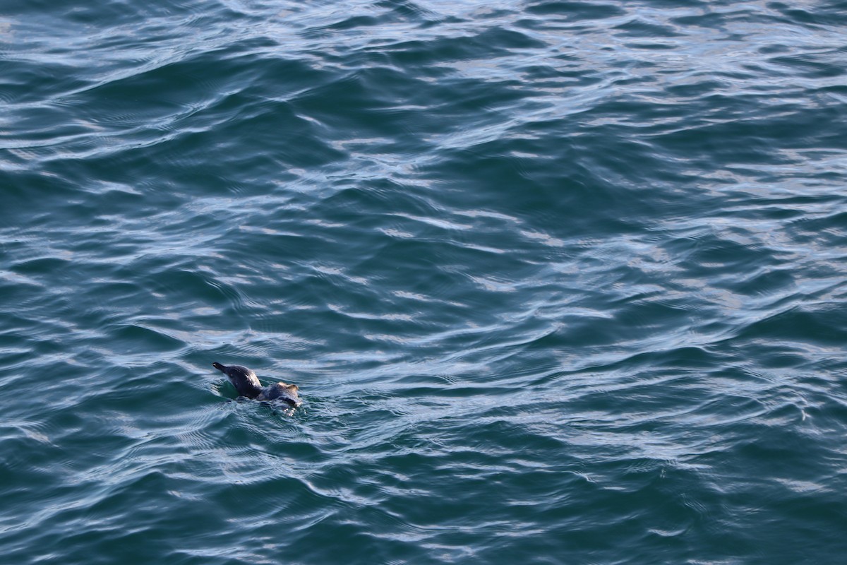 Little Penguin - ML637039409