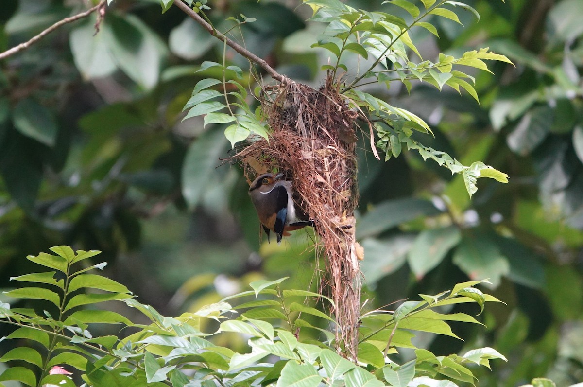 Silver-breasted Broadbill - ML637039410