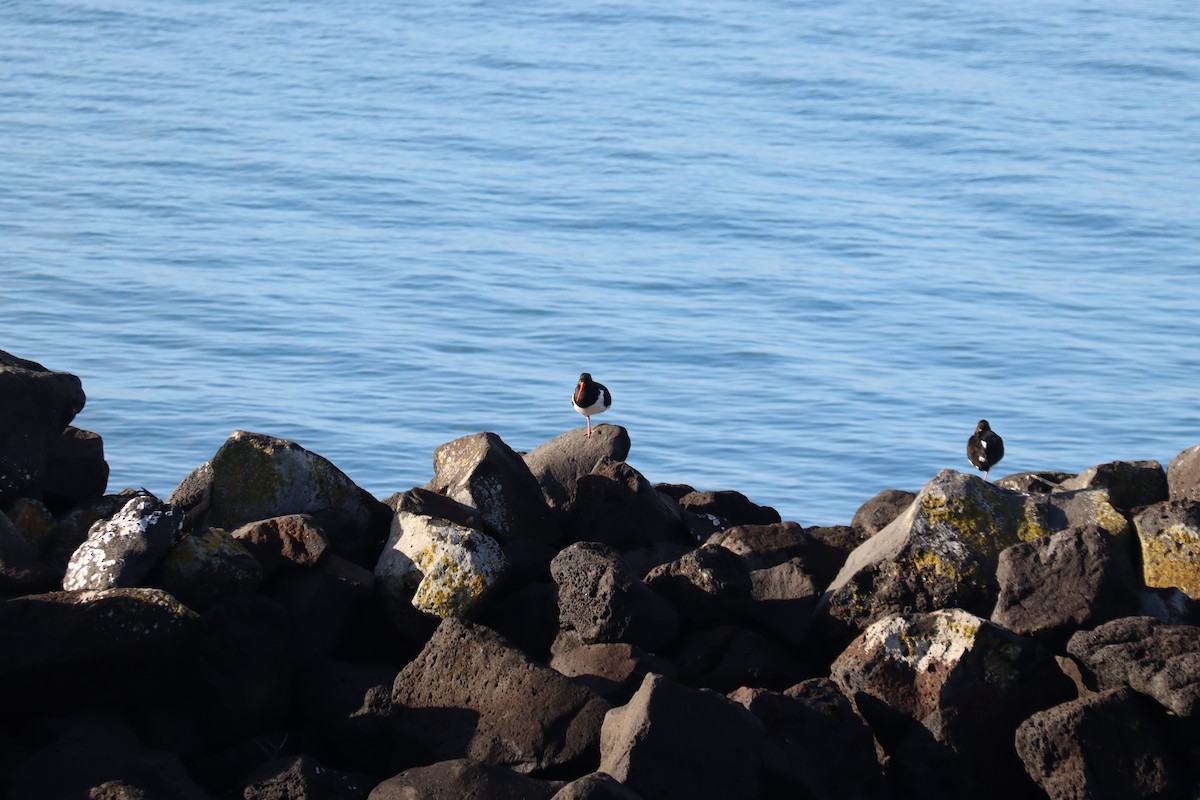 South Island Oystercatcher - ML637039419