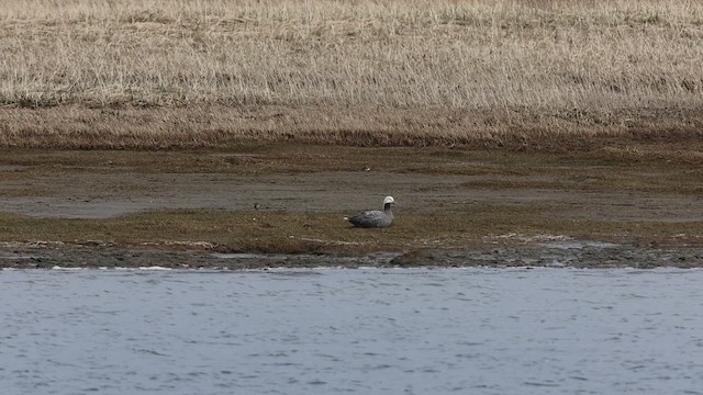 Emperor Goose - ML637039458