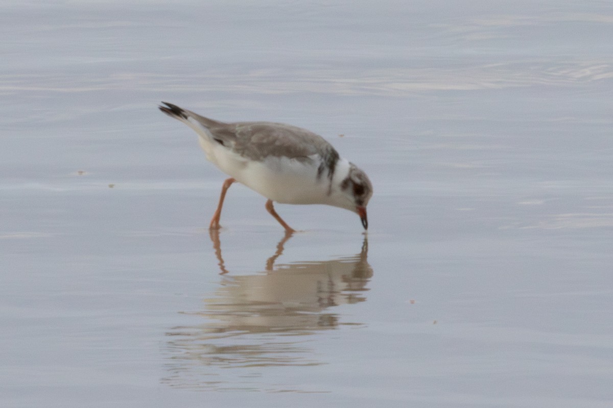 Hooded Plover - ML637039462