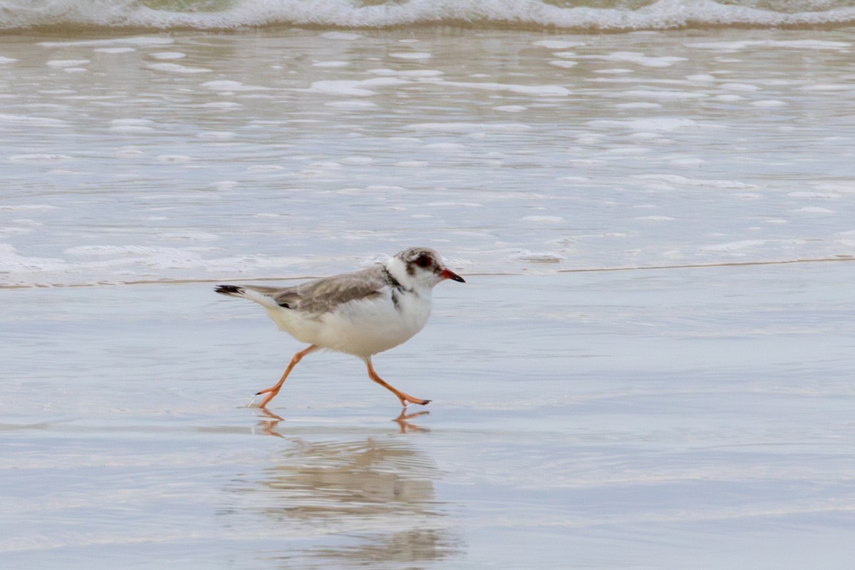 Hooded Plover - ML637039463