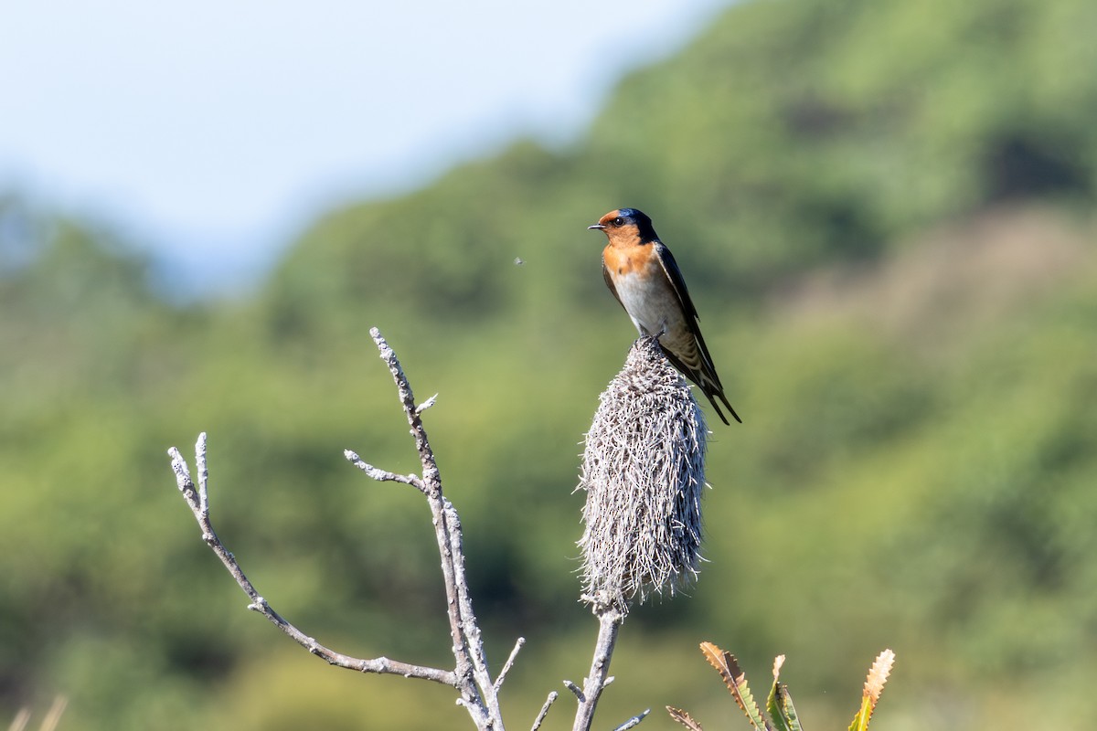 Welcome Swallow - ML637039475
