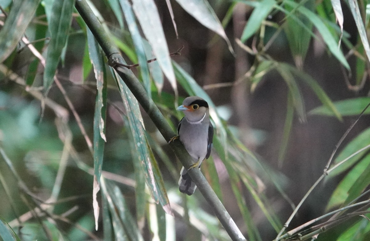 Silver-breasted Broadbill - ML637039506