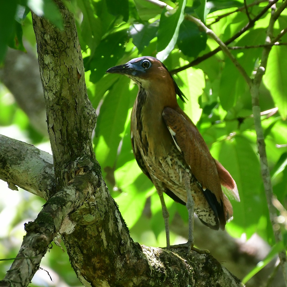 Malayan Night Heron - ML637039695