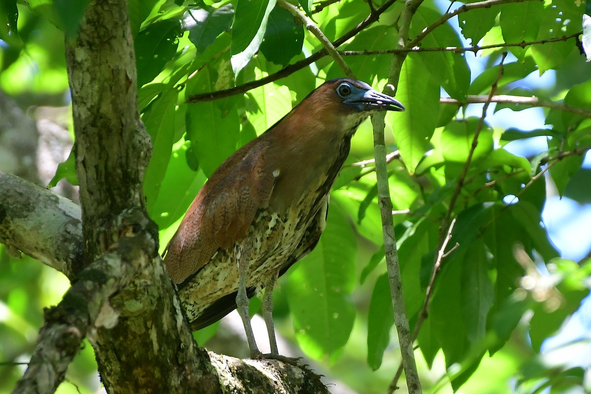 Malayan Night Heron - ML637039696