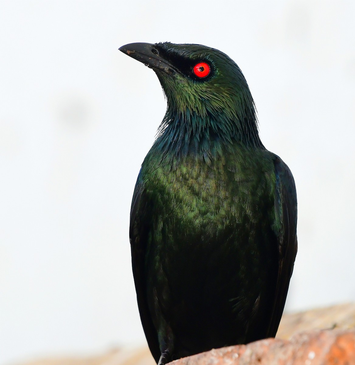 Asian Glossy Starling - ML637039702