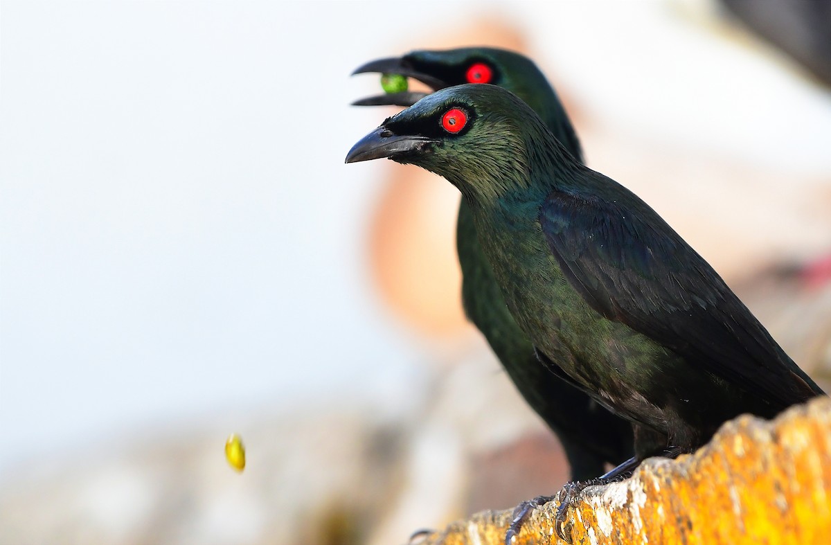 Asian Glossy Starling - ML637039703
