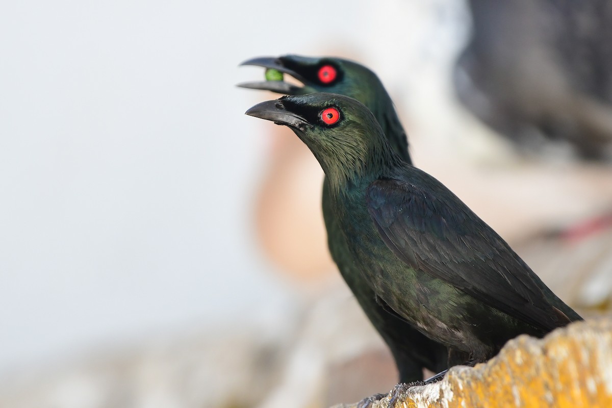 Asian Glossy Starling - ML637039704