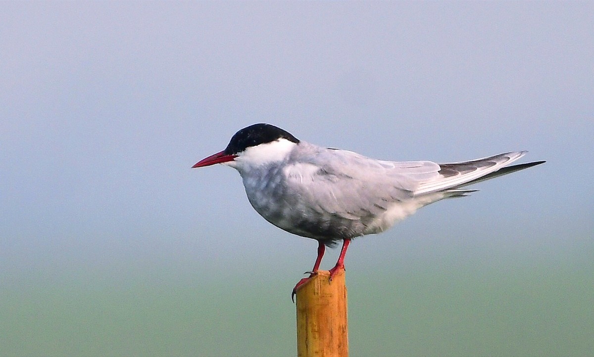 Whiskered Tern - ML637039724